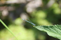 Image of Azure Bluet