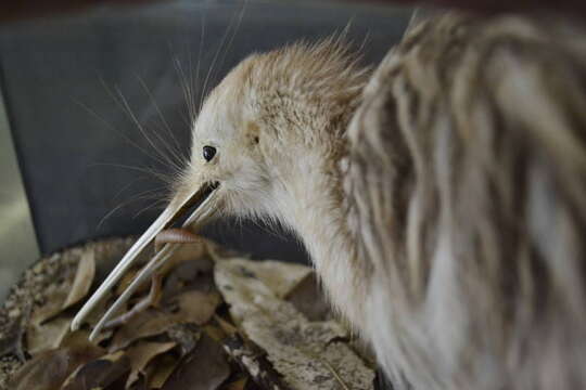 Image of Okarito Brown Kiwi