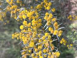 Image of Acacia wilhelmiana F. Muell.