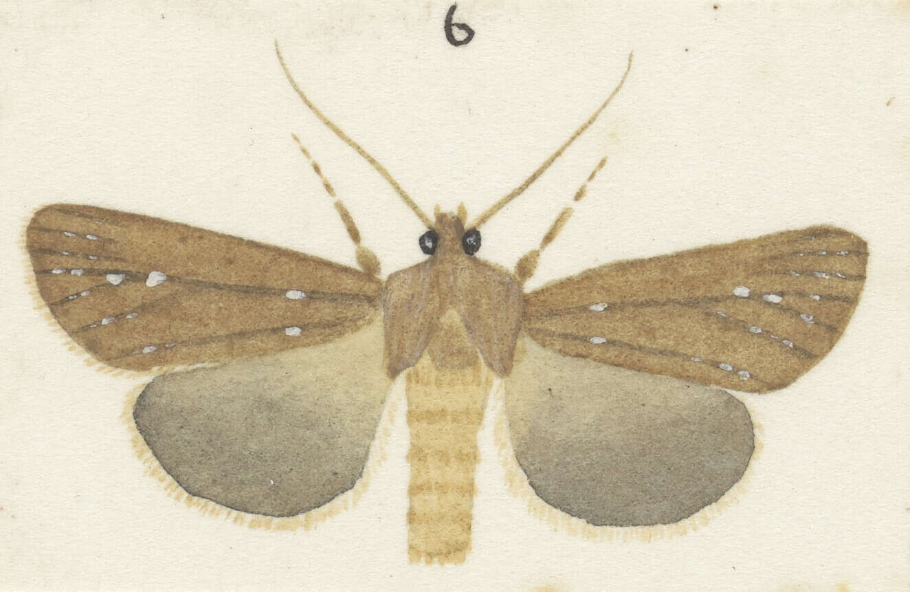 Image of Ichneutica phaula