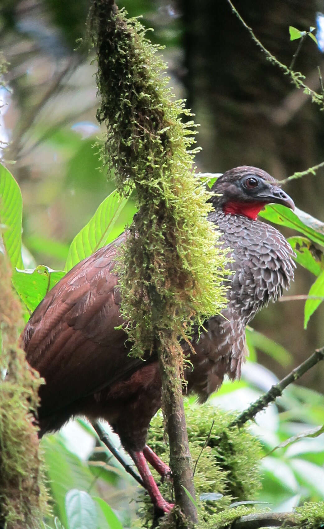 Image of Cauca Guan