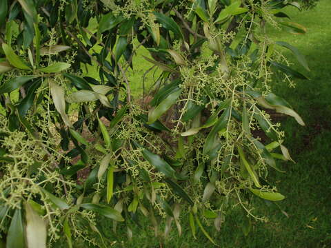 Plancia ëd Olea europaea subsp. cuspidata (Wall. & G. Don) Cif.