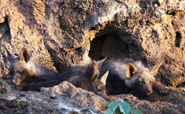 Image of Brown Hyena -- Brown Hyaena