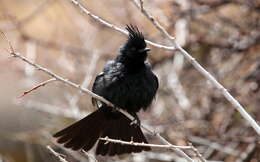 Image of Phainopepla Baird & SF 1858