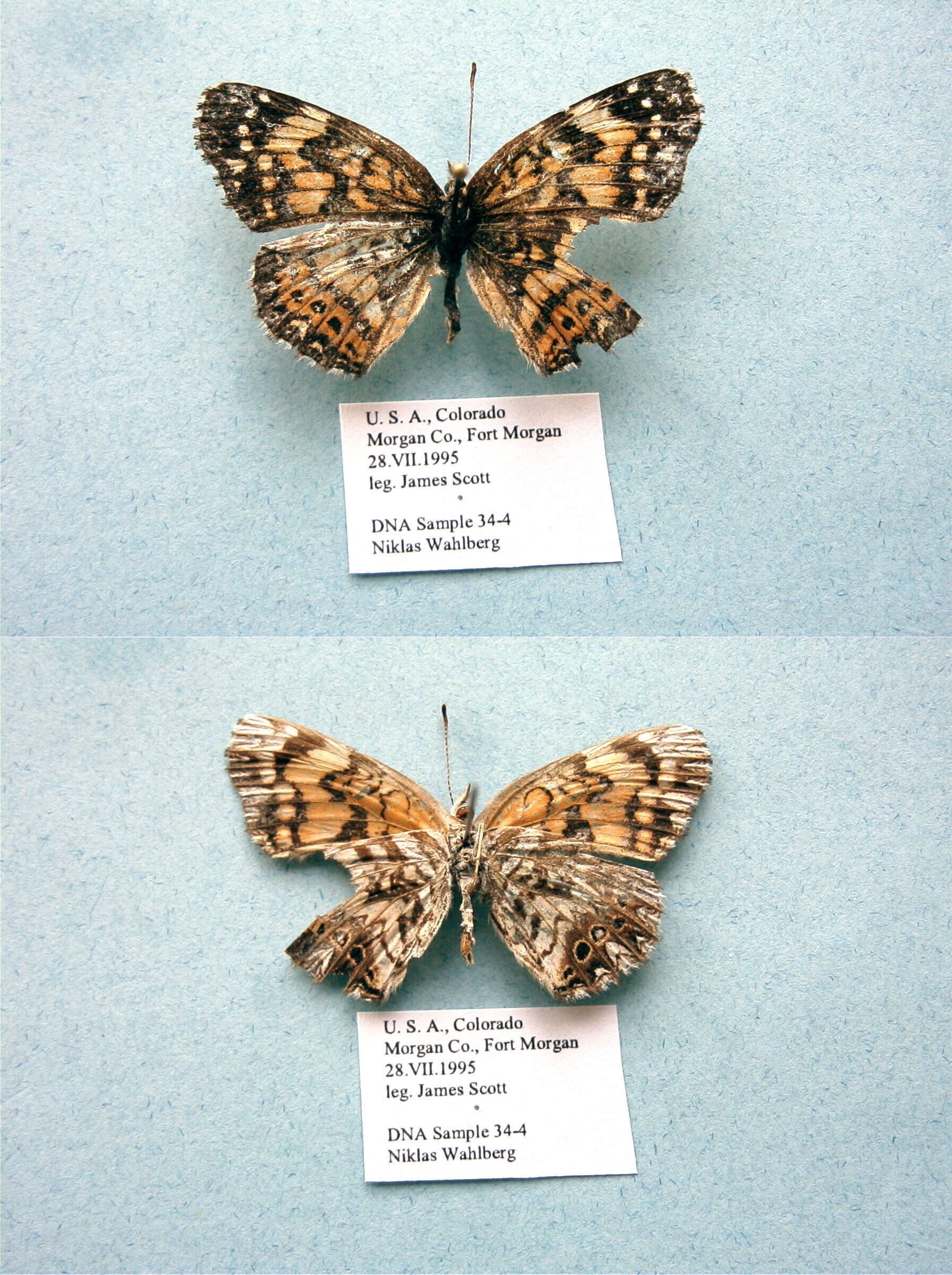 Image of Gorgone Checkerspot