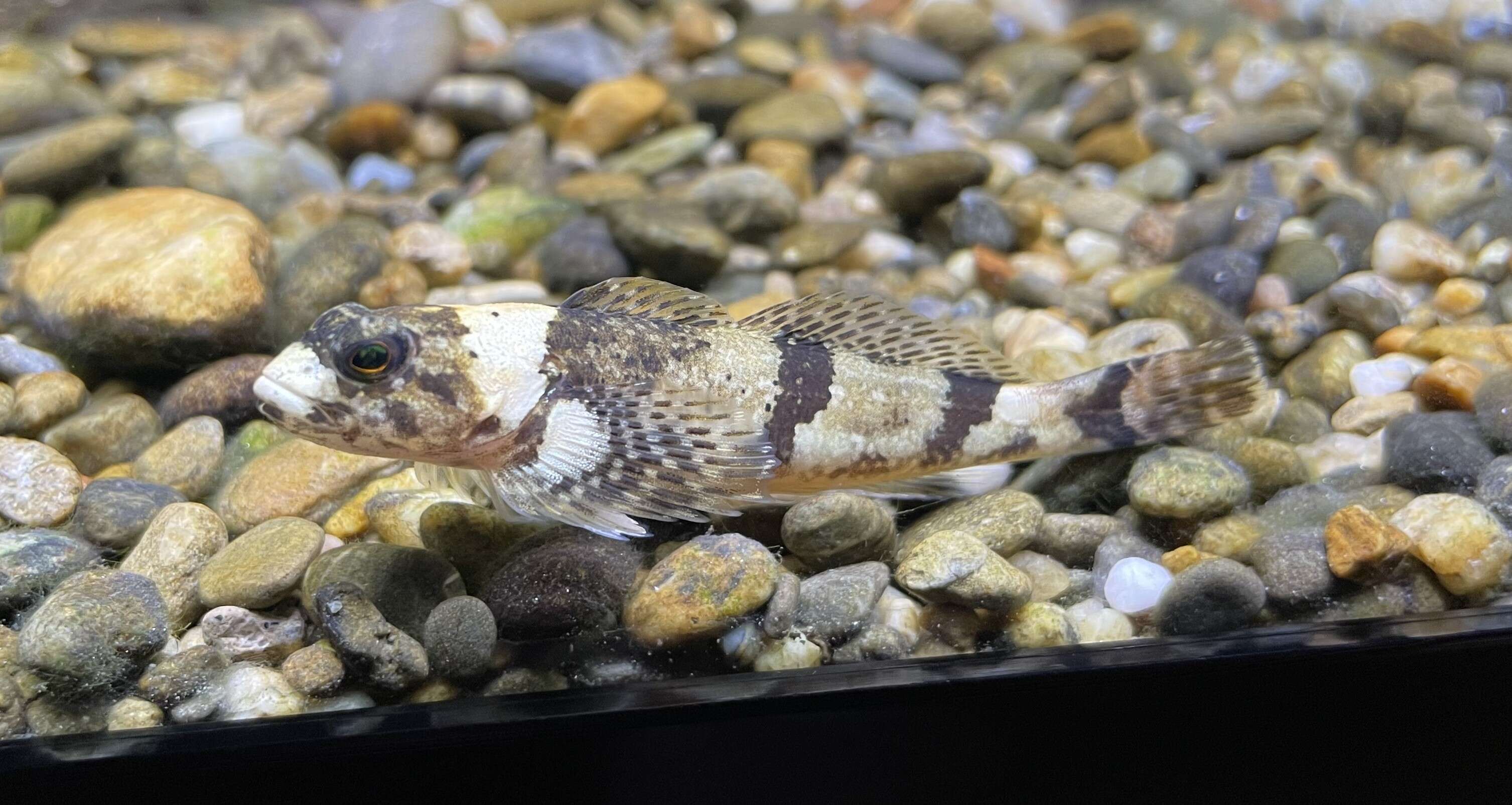 Image of Japanese fluvial sculpin