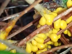 Image of Egg-shell Slime Mould