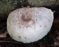 Слика од Macrolepiota mastoidea (Fr.) Singer 1951