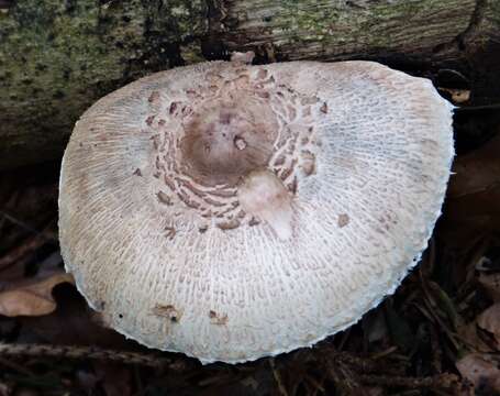 Image of Macrolepiota mastoidea (Fr.) Singer 1951