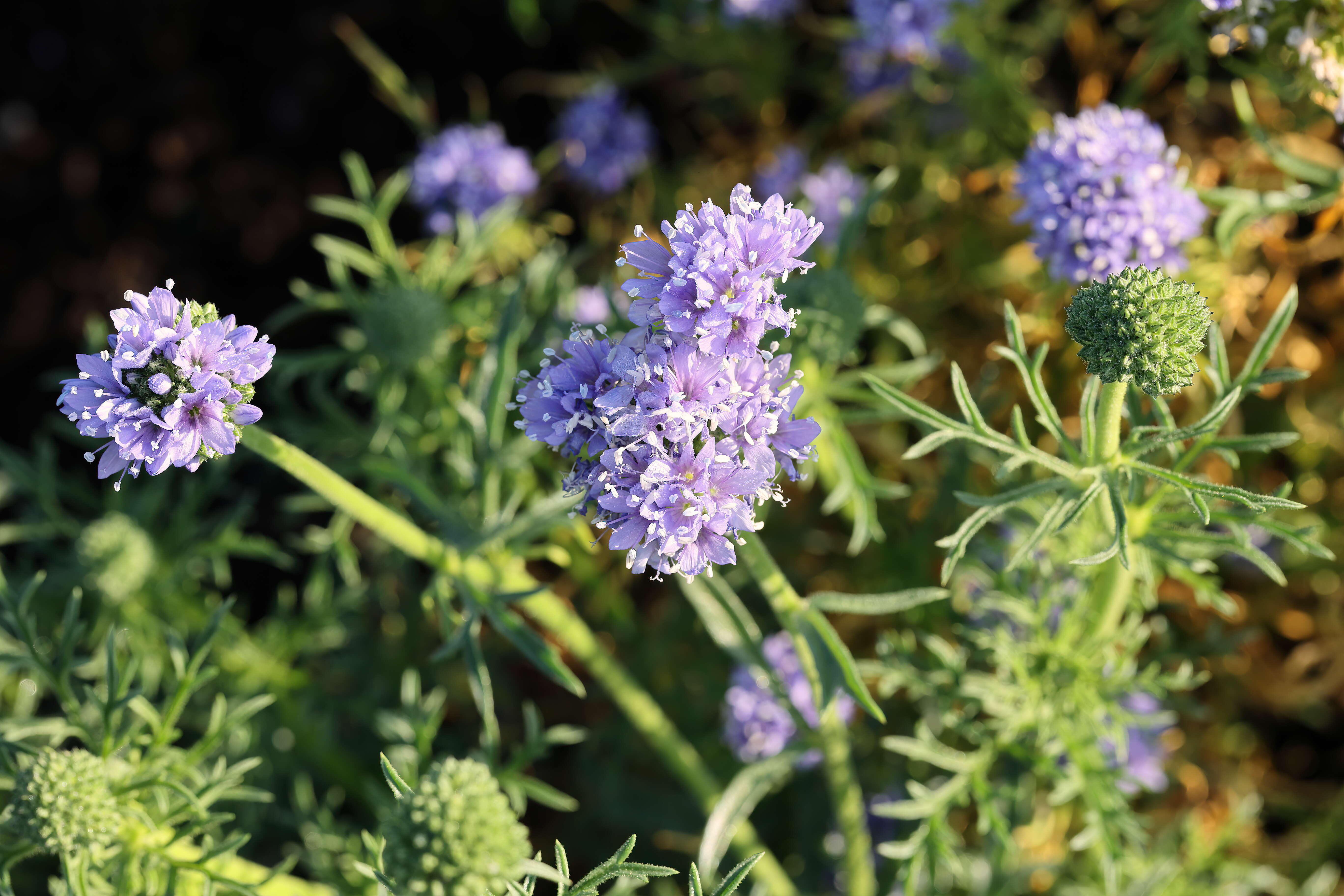 Image of bluehead gilia