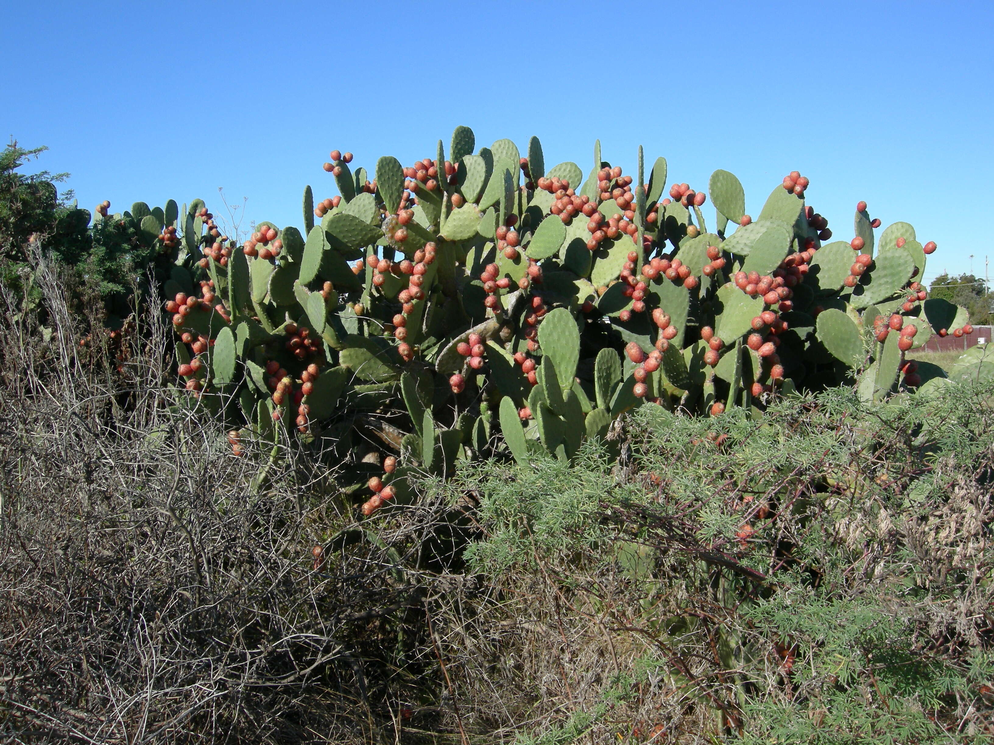 Image of Common Pricklypear