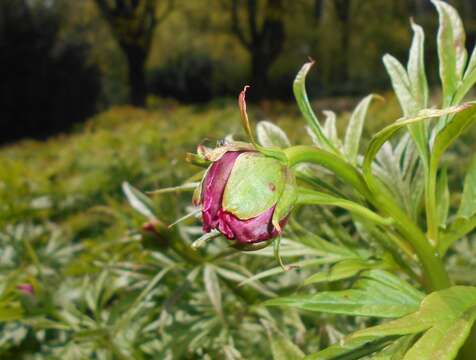 Image of Paeonia intermedia C. A. Mey. ex Ledeb.