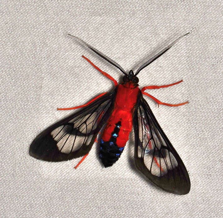 Image of Scarlet-Bodied Wasp Moth