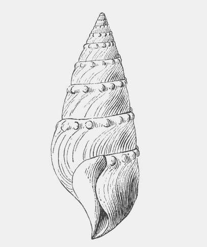 Image of Eubela limacina (Dall 1881)