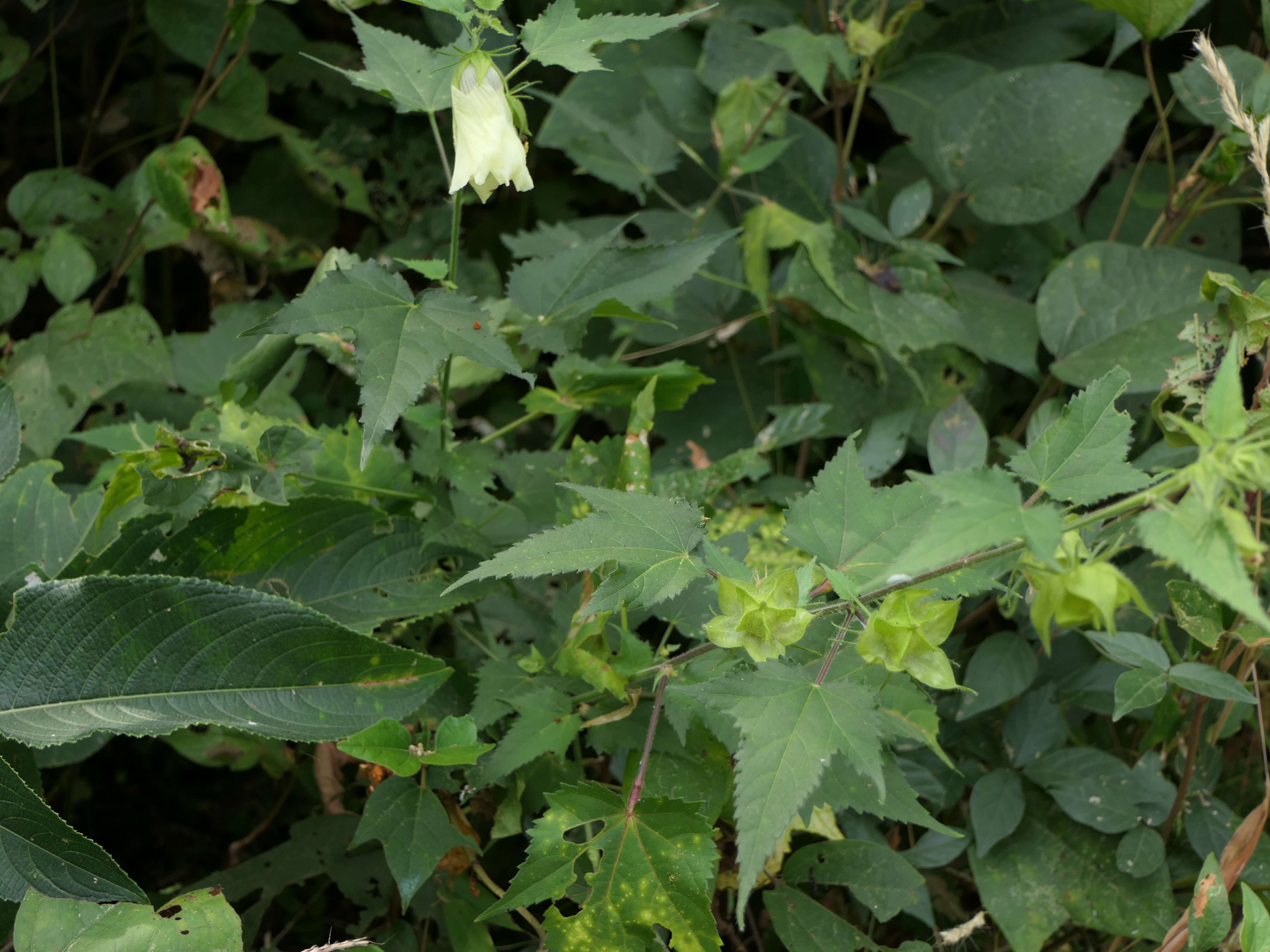 Hibiscus vitifolius L.的圖片