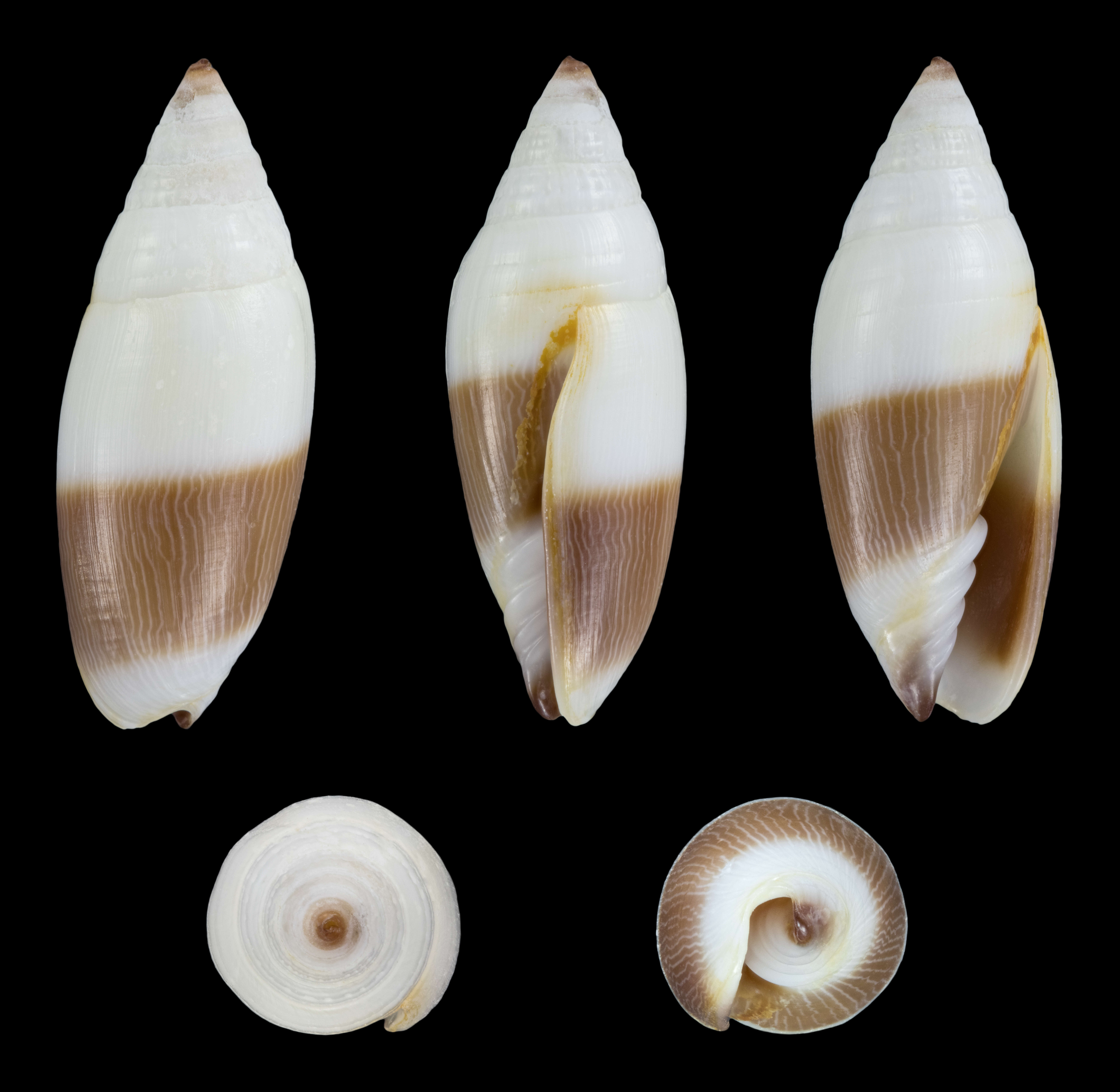 Image of Scabricola bicolor (Swainson 1824)