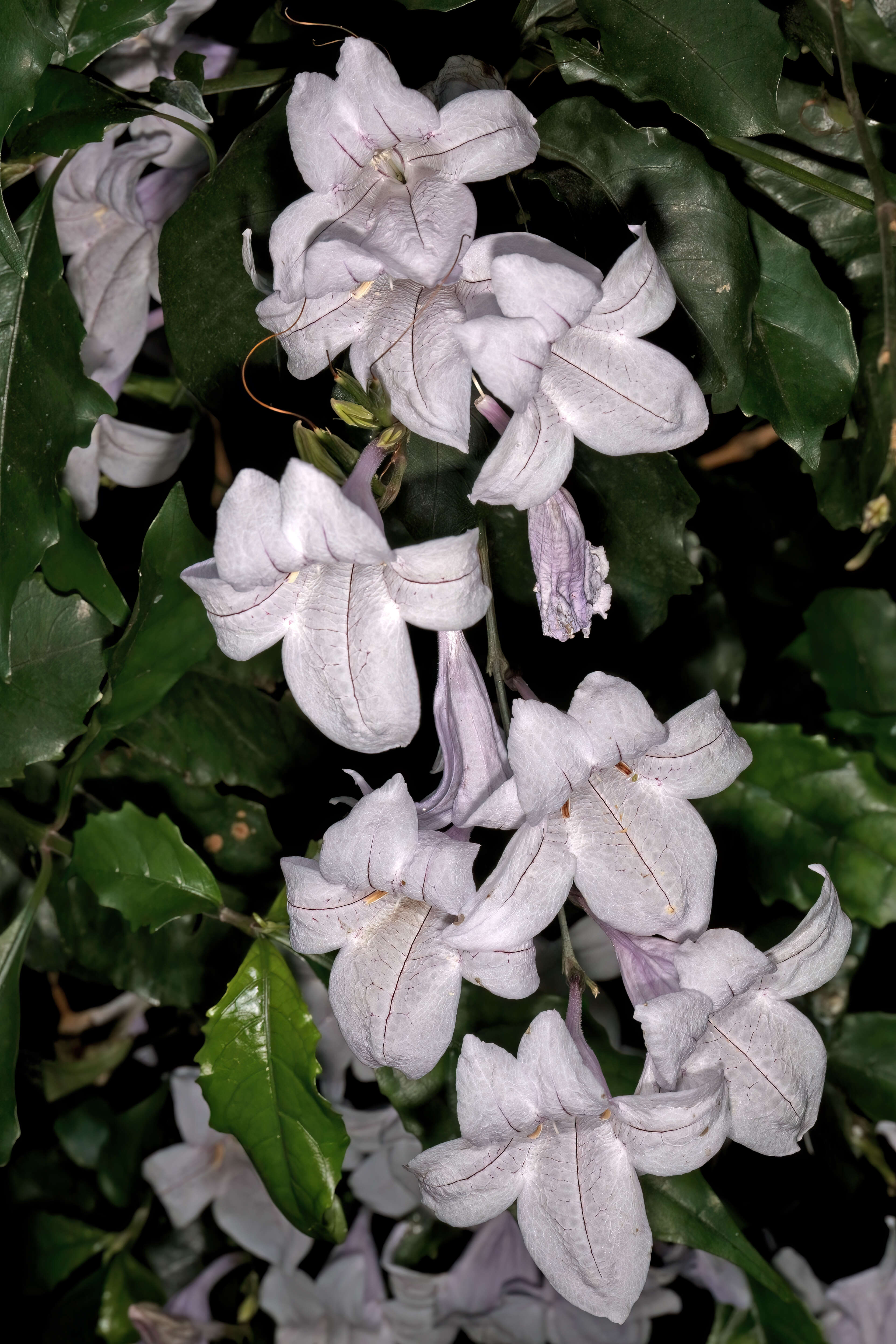 Image of River bells