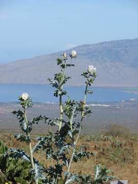 Image of Hawaiian prickly poppy