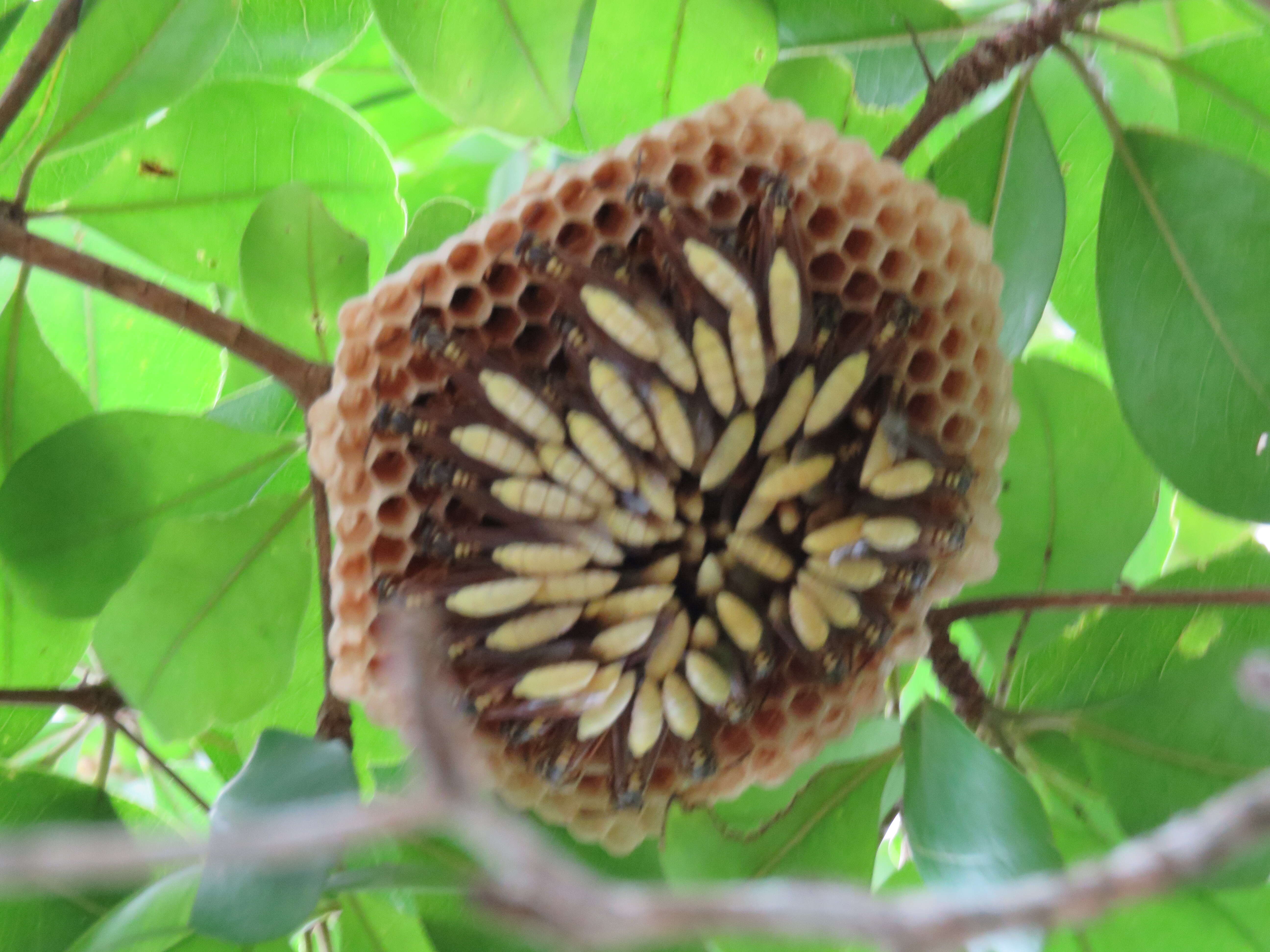 Image of Apoica pallens (Fabricius 1804)