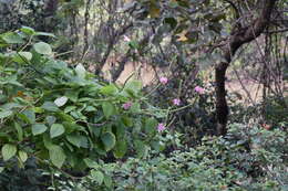 Image of cayenne porterweed