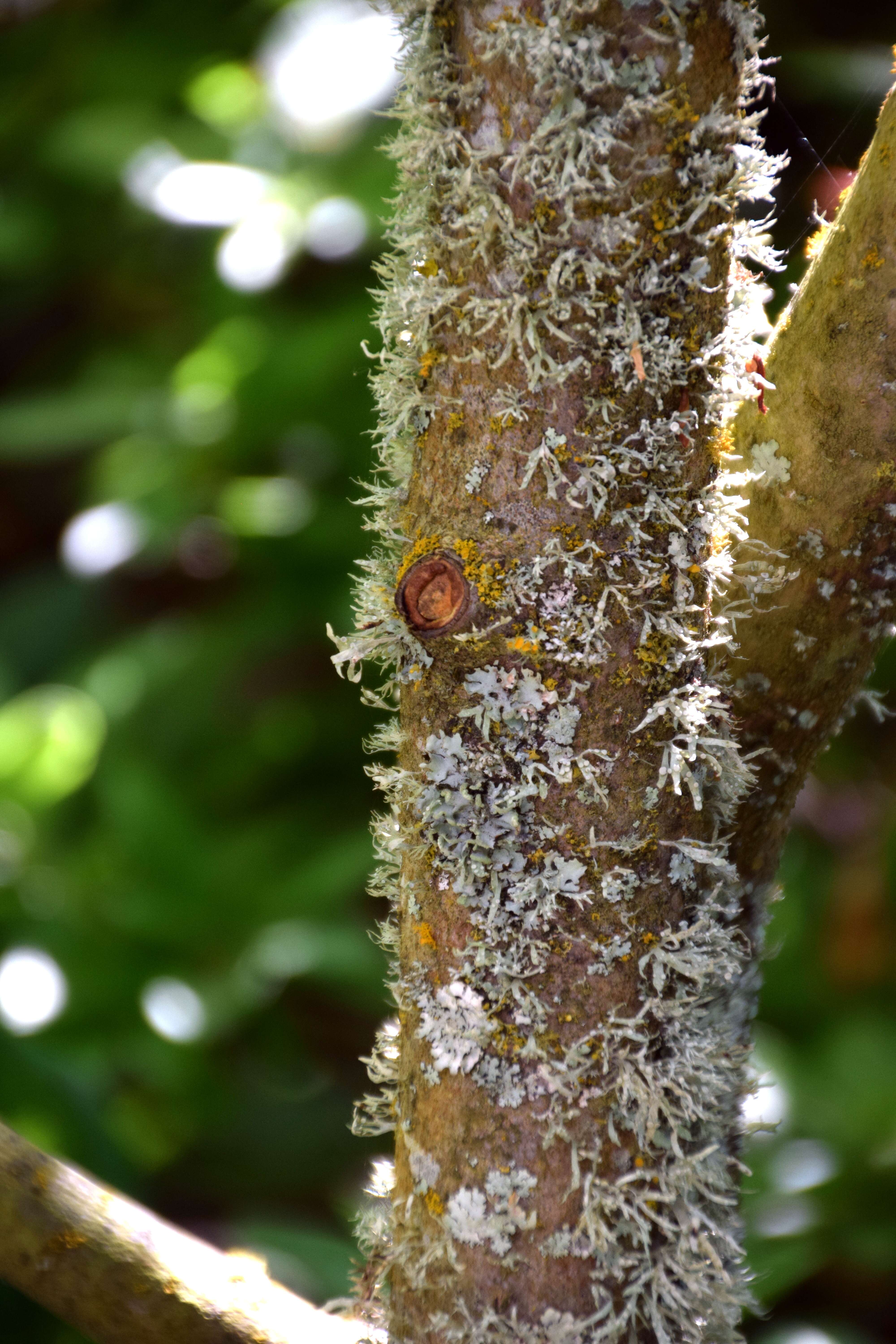 Слика од Sorbus randaiensis (Hayata) Koidz.