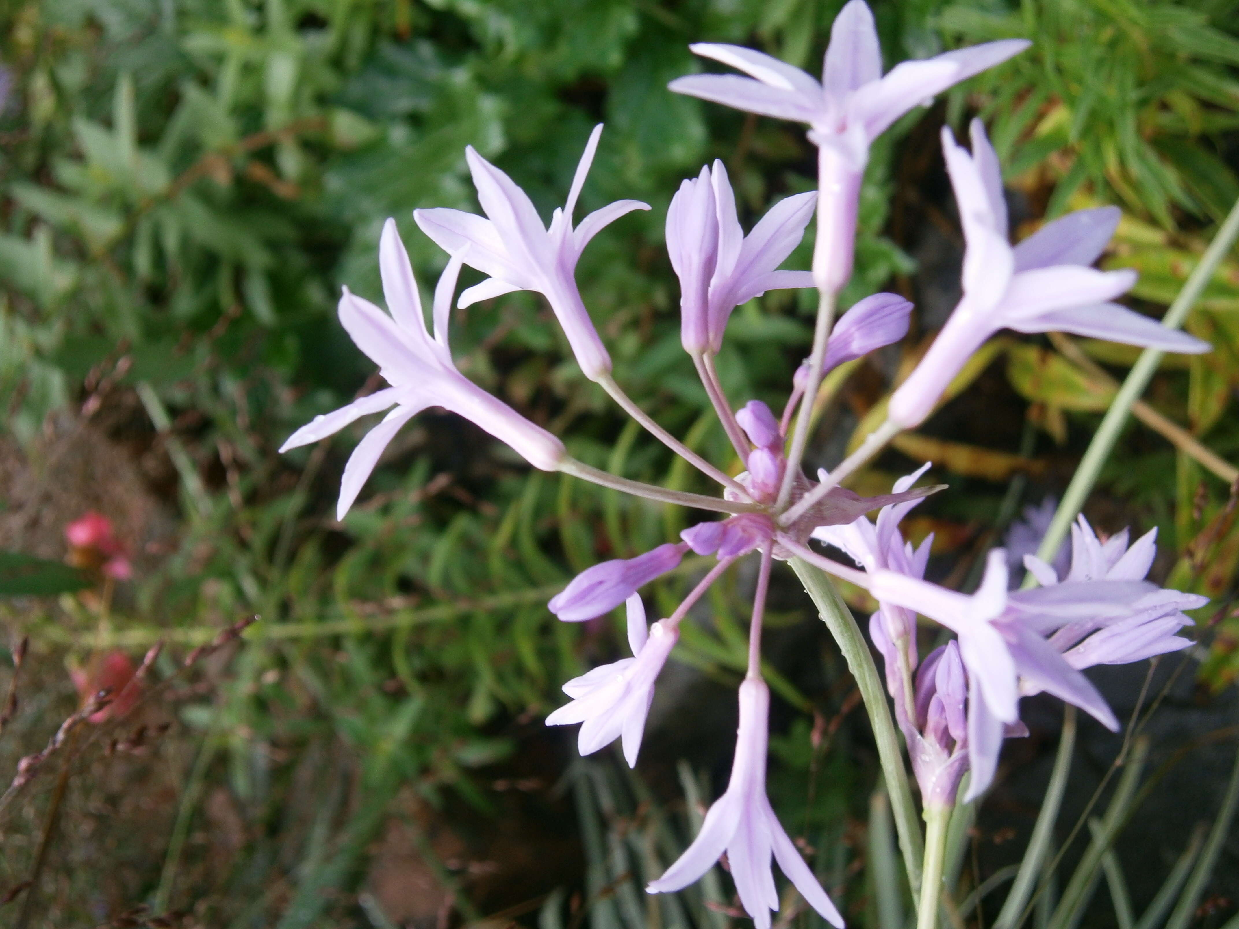 Tulbaghia violacea Harv. resmi