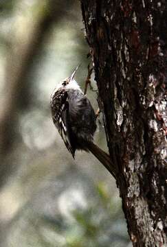 Image of Eurasian Nuthatch