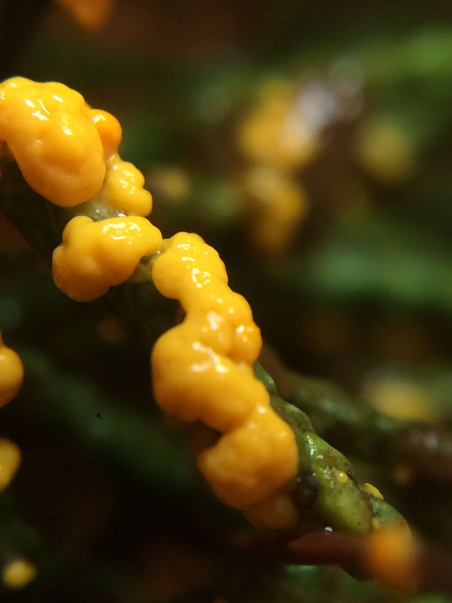 Image of Egg-shell Slime Mould