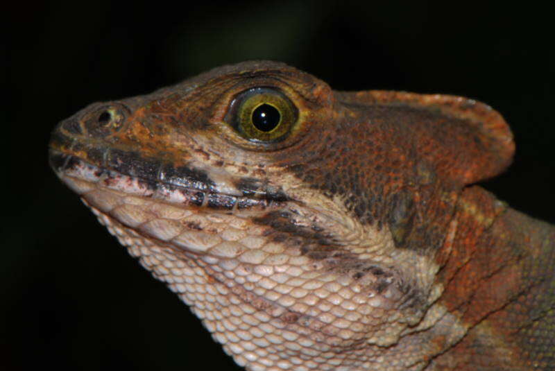 Image of Western basilisk