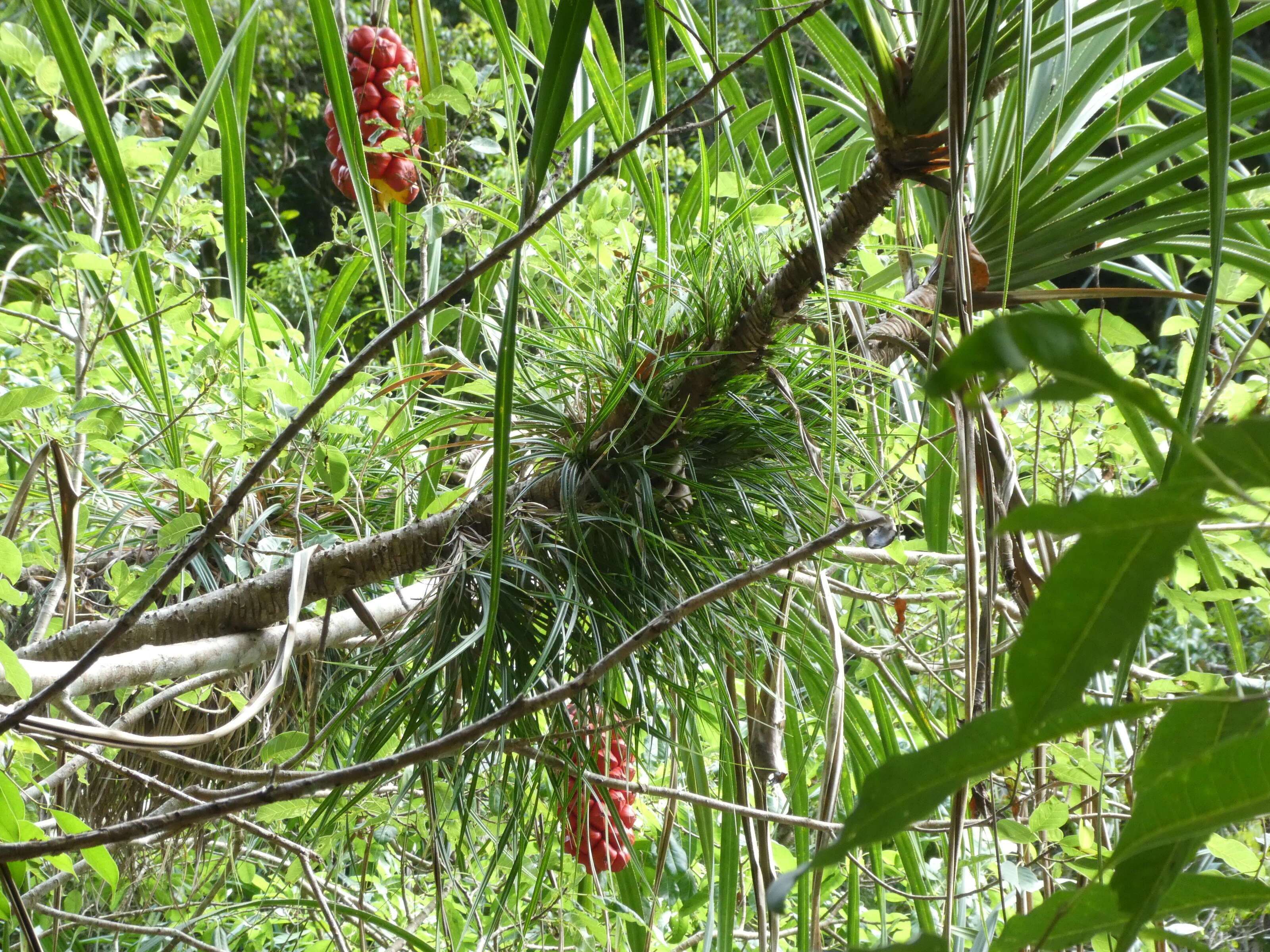 Image of Pandanus gemmifer