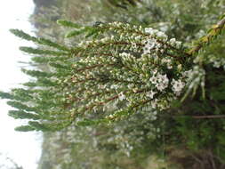 Image of Epacris rhombifolia