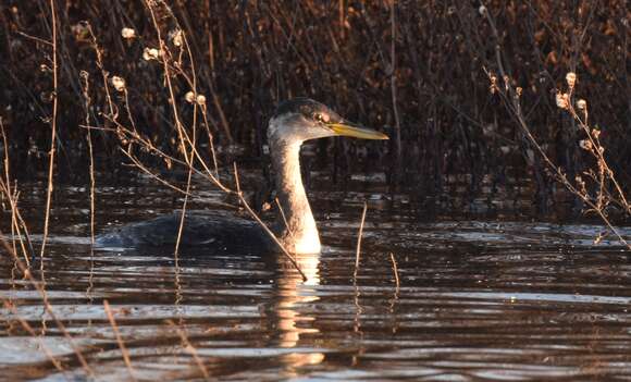 Image of Red-necked Grebe