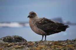 Image of Brown Skua