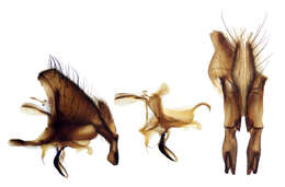 Image of root-maggot flies