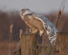 Image of Snowy Owl