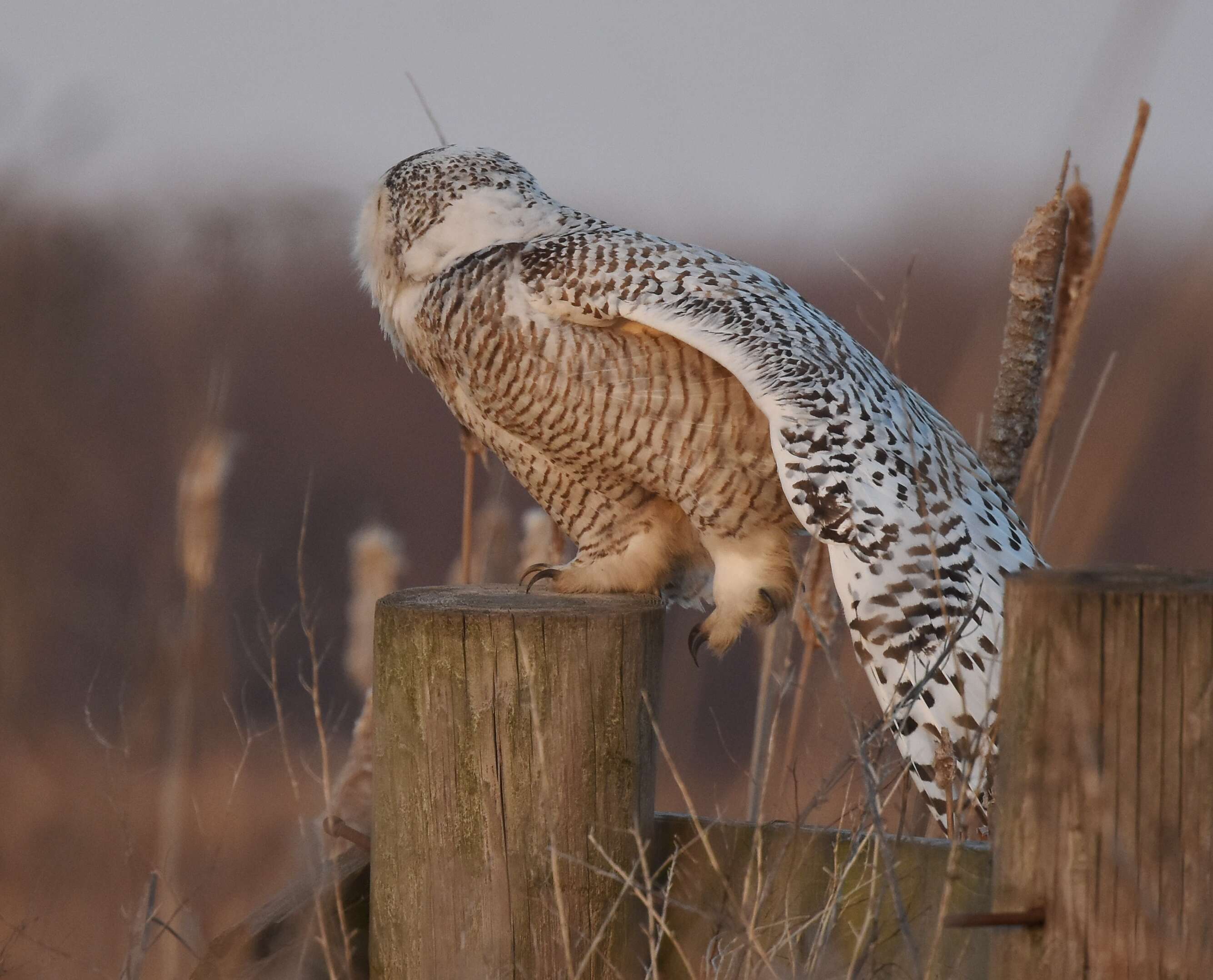 Image of Snowy Owl