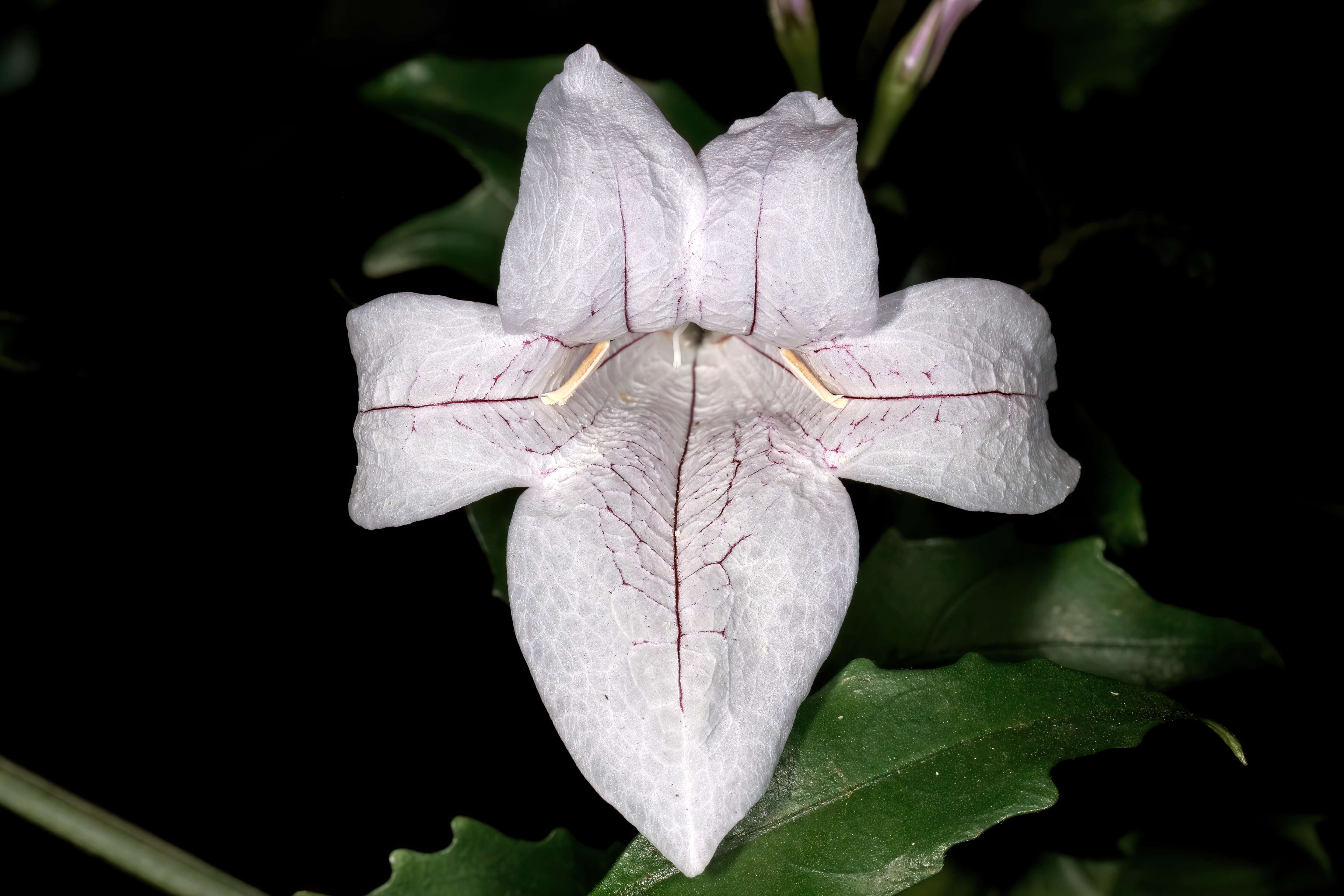 Image of River bells