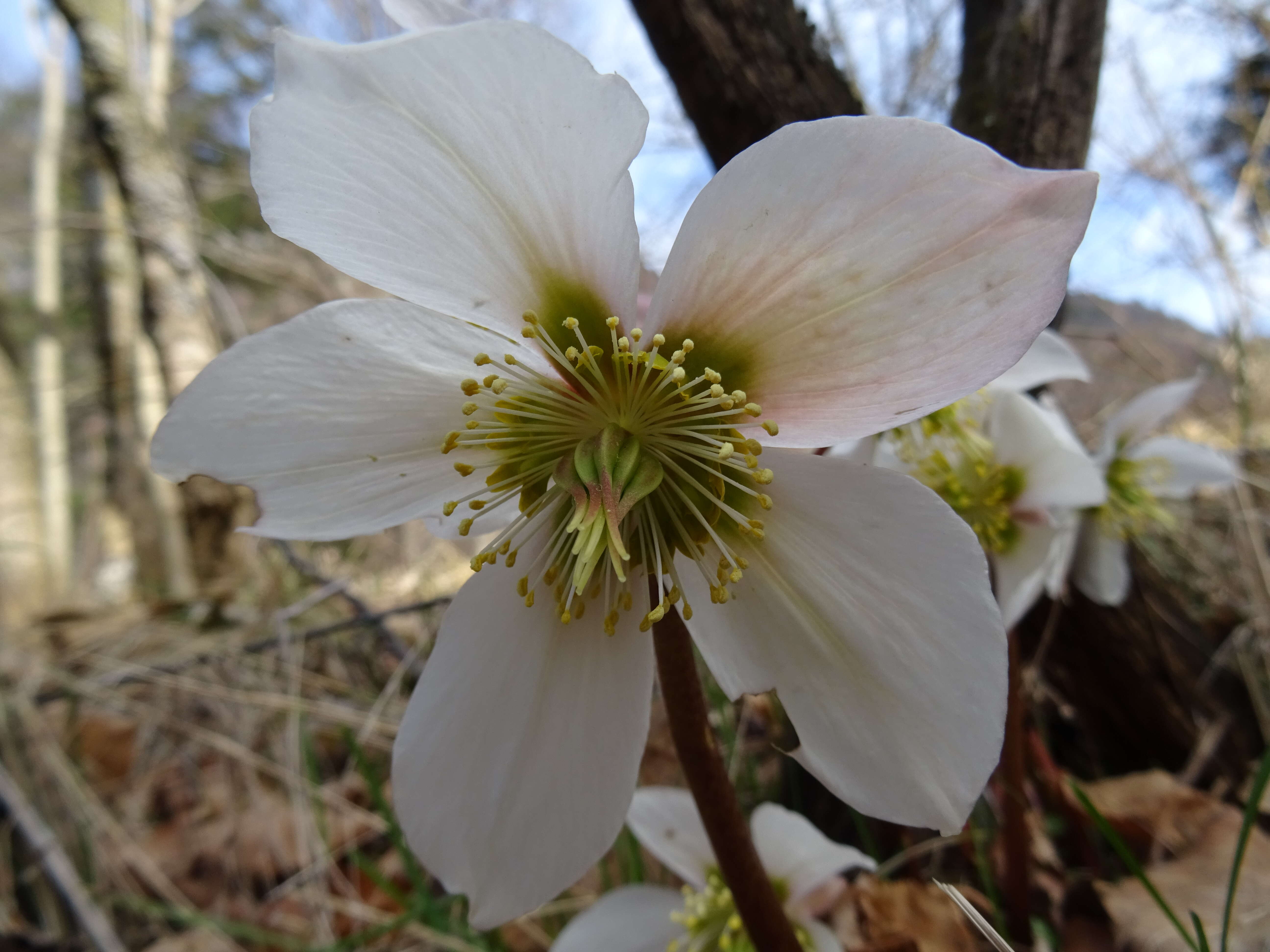 Image of black hellebore