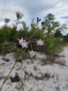 Image of Carolina milkweed