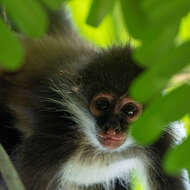Image of Mexican spider monkey
