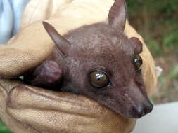 Image of Bergmans's Collared Fruit Bat