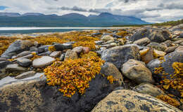 Image of Bladder Wrack