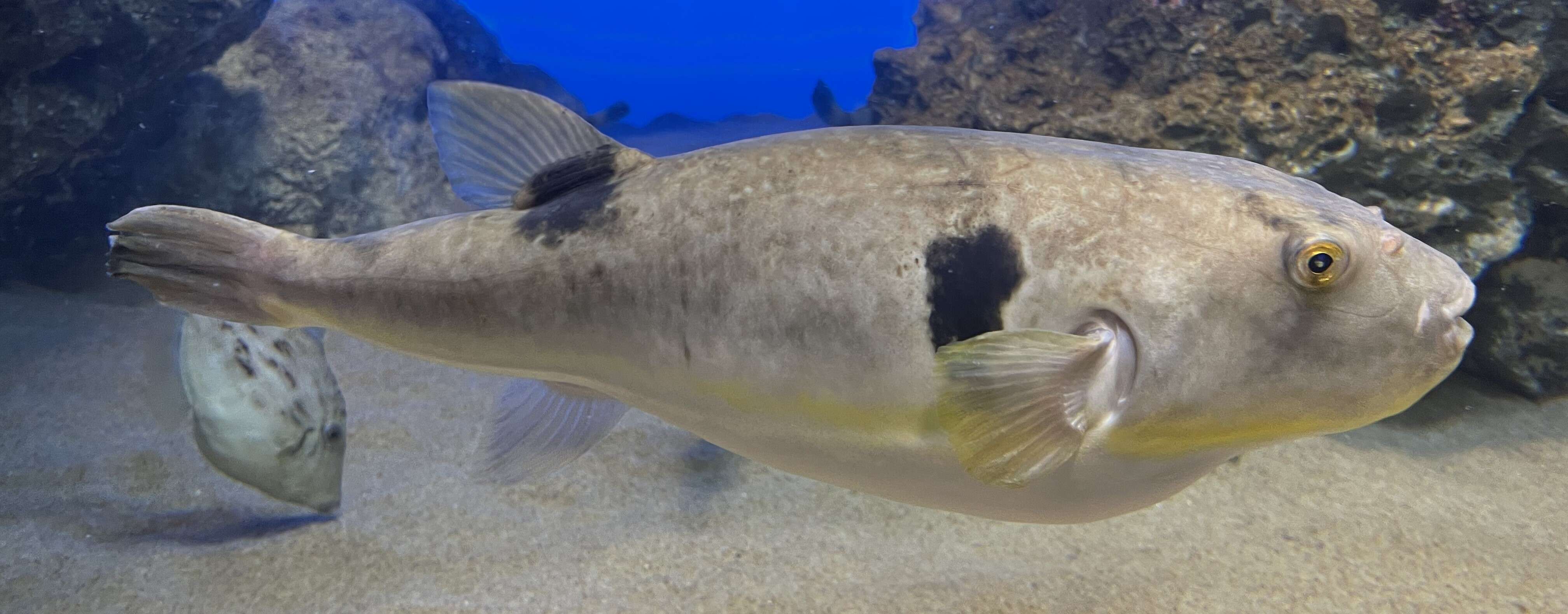 Image of Purple Puffer