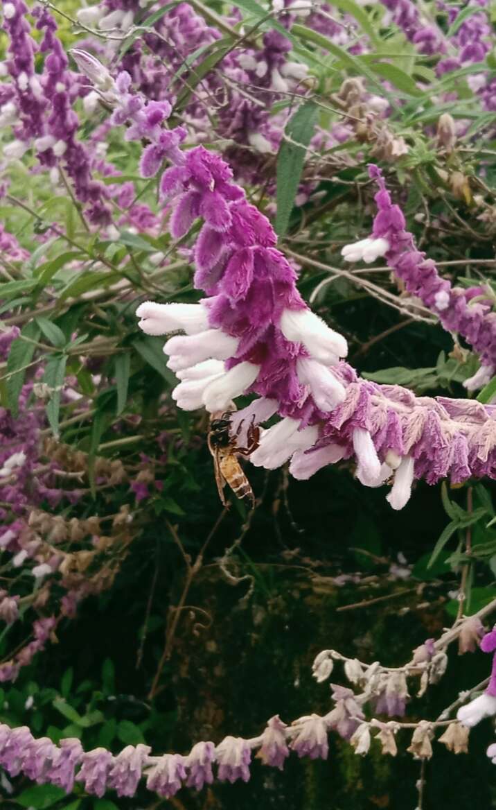 Imagem de Salvia leucantha Cav.