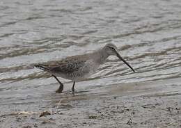 Image of Short-billed Dowitcher