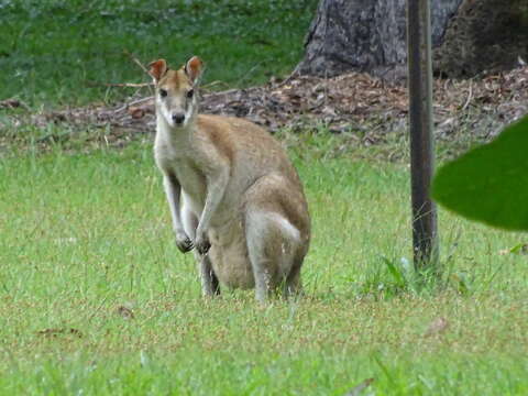 Image of Agile Wallaby