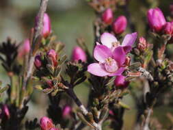 Image of Boronia capitata Benth.