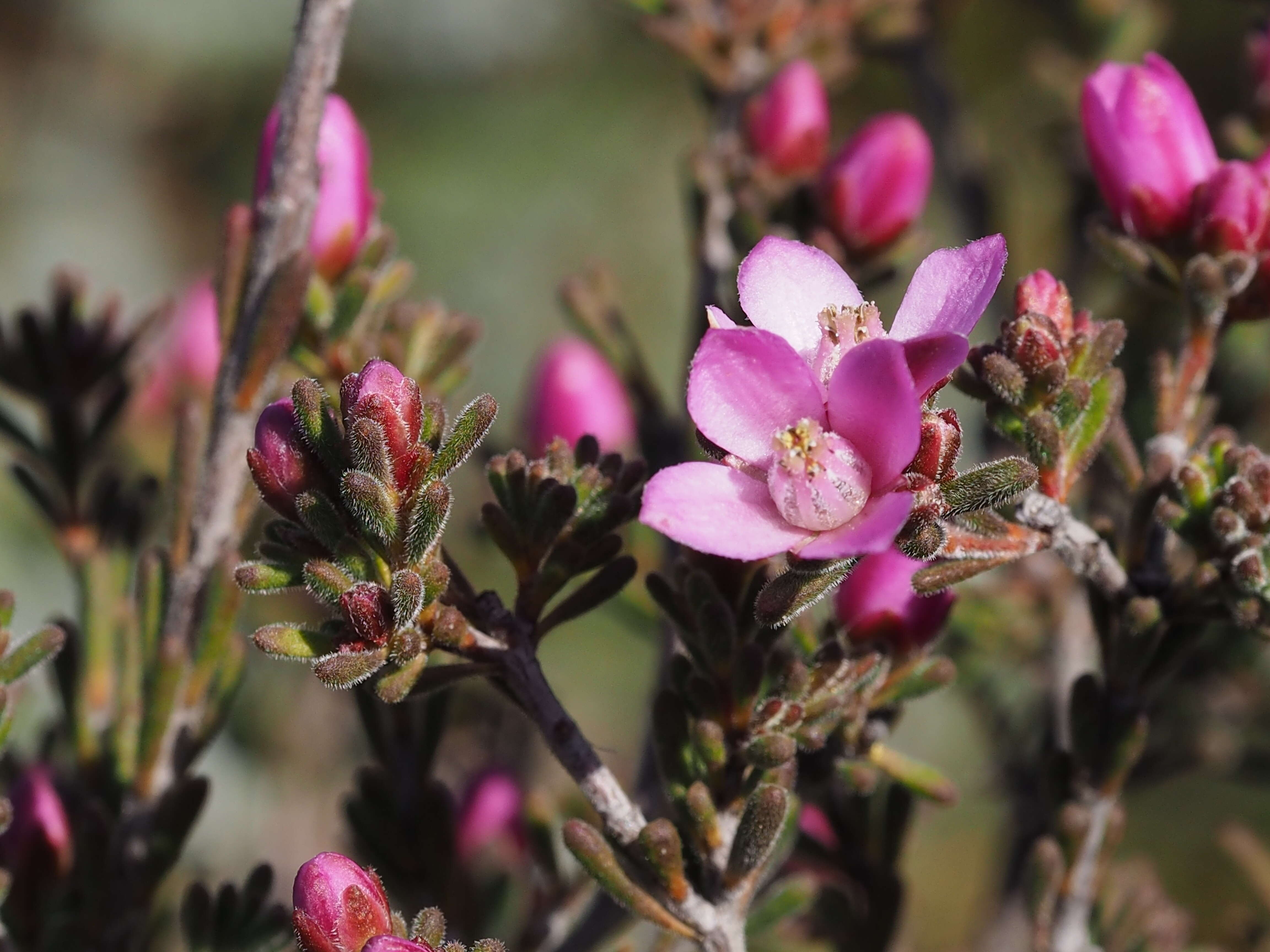 Image of Boronia capitata Benth.