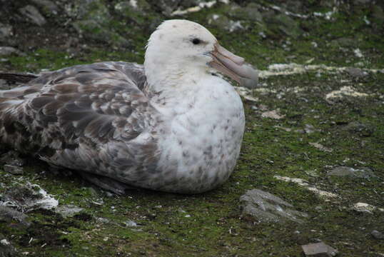 Image of Antarctic Giant-Petrel