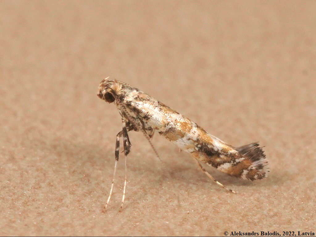 Image of privet leaf miner